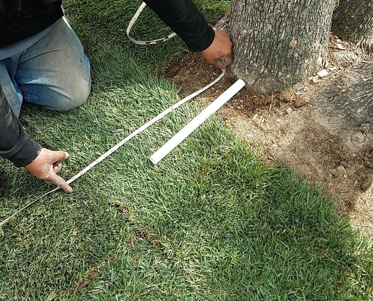 Landscaper measuring the soil and root area around a tree during a landscaping project